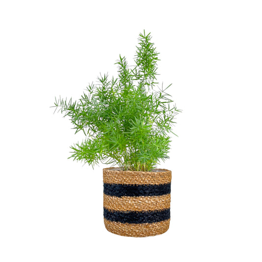 Fern 12cm British Mix in Basket - Green Plant The Horti House