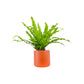 Asplenium 12cm Mix in Cambridge Ceramic
