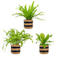 Asplenium 12cm Mix In Basket