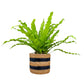 Asplenium 12cm Mix In Basket