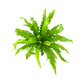 Fern 12cm Mix