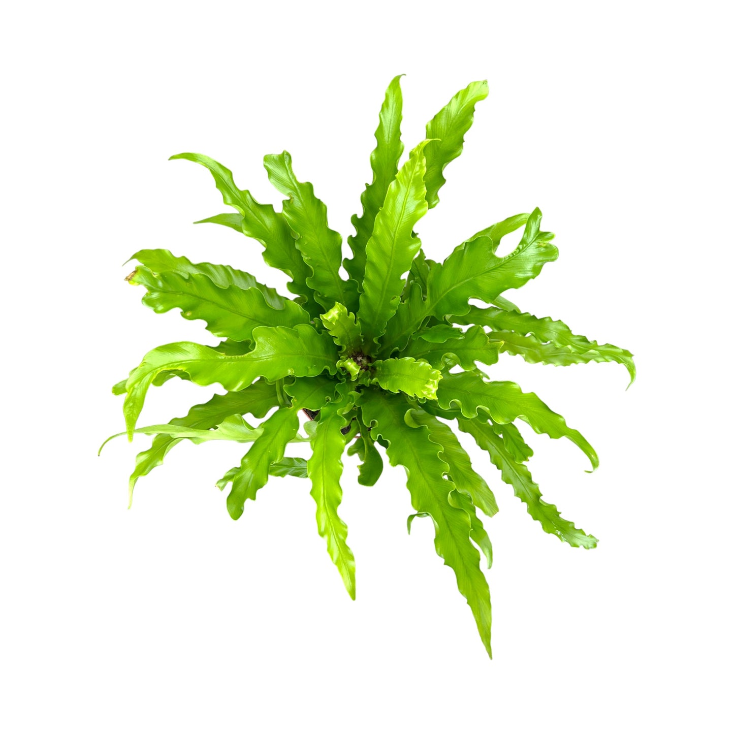 Fern 12cm Mix
