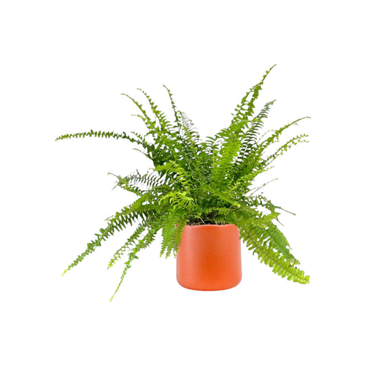 Fern 12cm British Mix in Cambridge Ceramic - Green Plant The Horti House