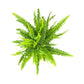 Fern 12cm Boston Compacta
