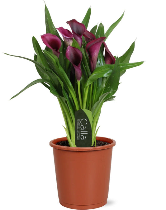 Zantedeschia 12cm Bullit - Flowering The Horti House