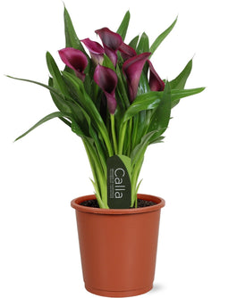 Zantedeschia 12cm Bullit - Flowering The Horti House