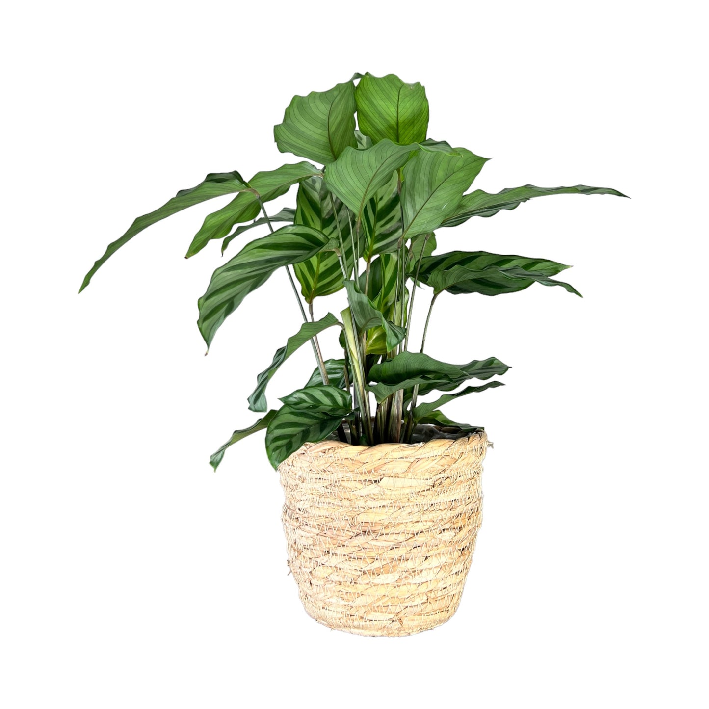 Calathea 12cm Mix in Basket - Green Plant The Horti House