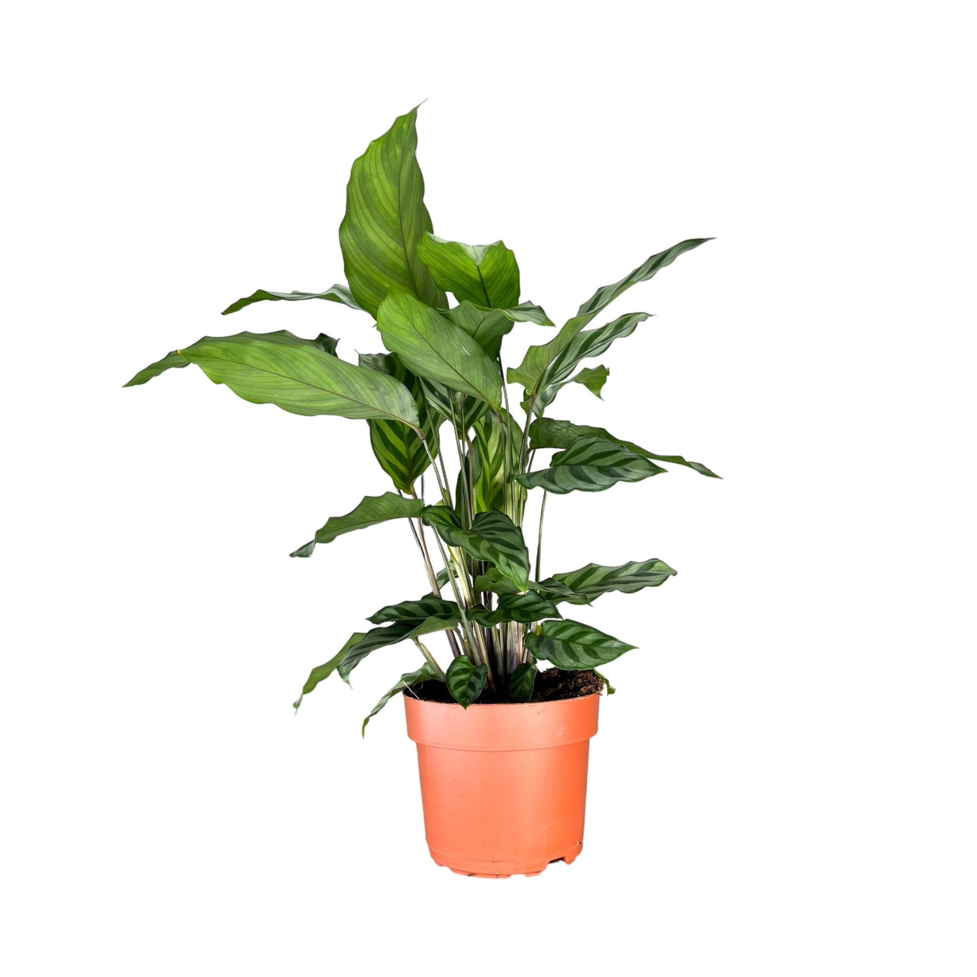 Calathea 12cm Mix - Green Plant The Horti House