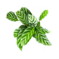 Calathea 12cm Mix in Ceramic - Green Plant The Horti House