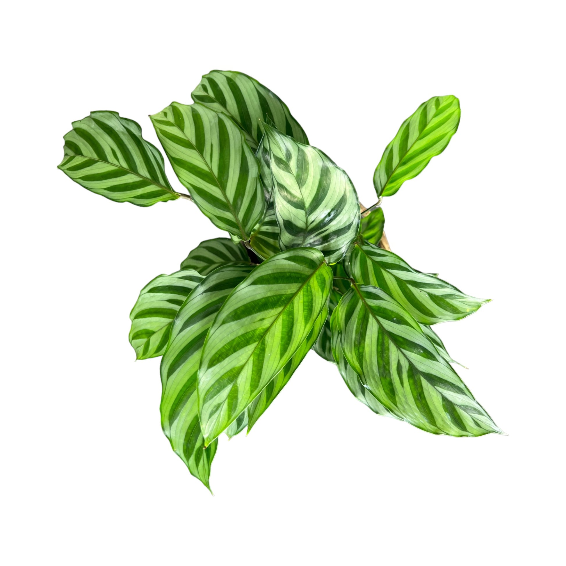 Calathea 12cm Mix - Green Plant The Horti House