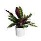 Calathea 12cm Mix in Ceramic - Green Plant The Horti House