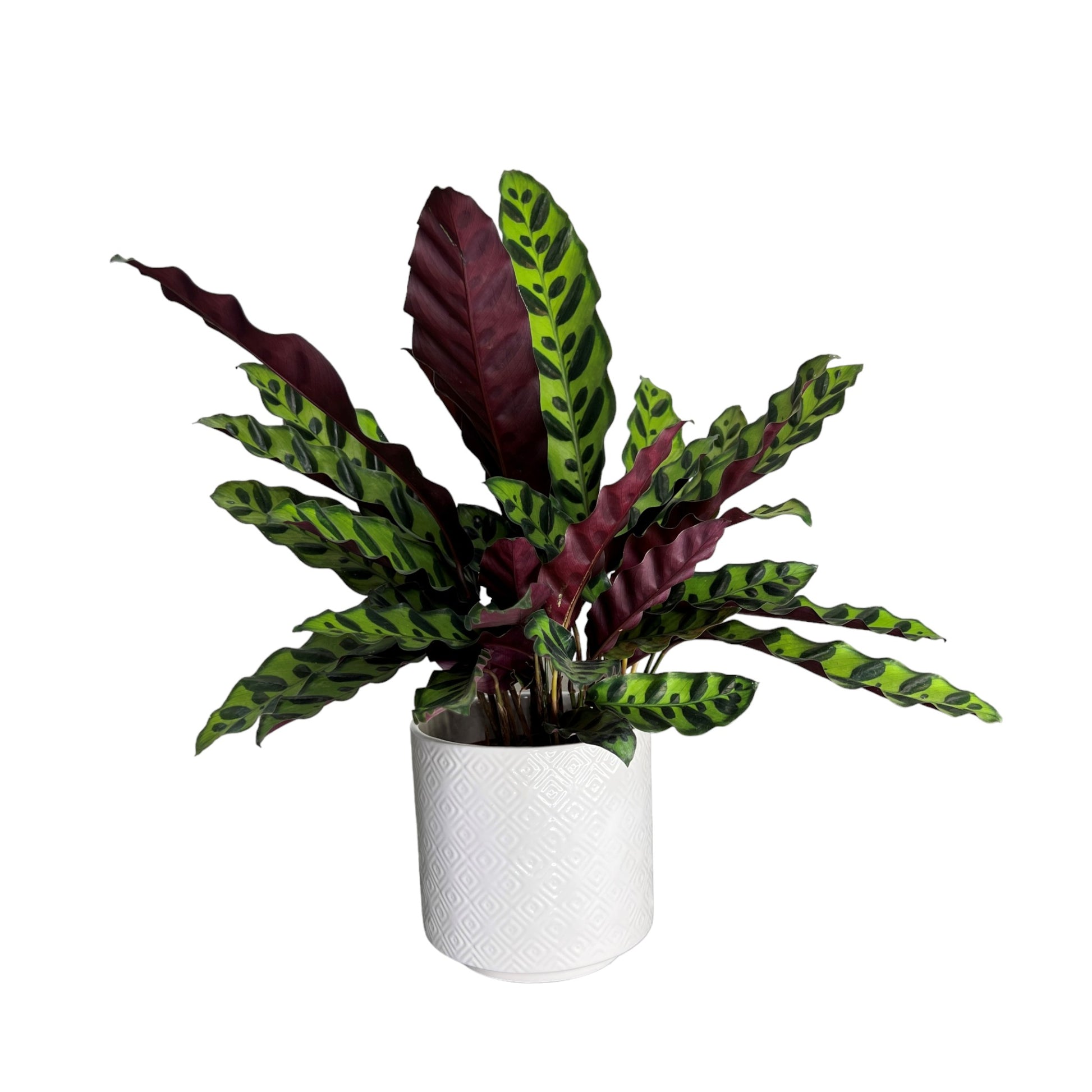 Calathea 12cm Mix in Ceramic - Green Plant The Horti House