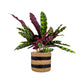 Green Plant 12cm Mix in Basket - Green Plant The Horti House
