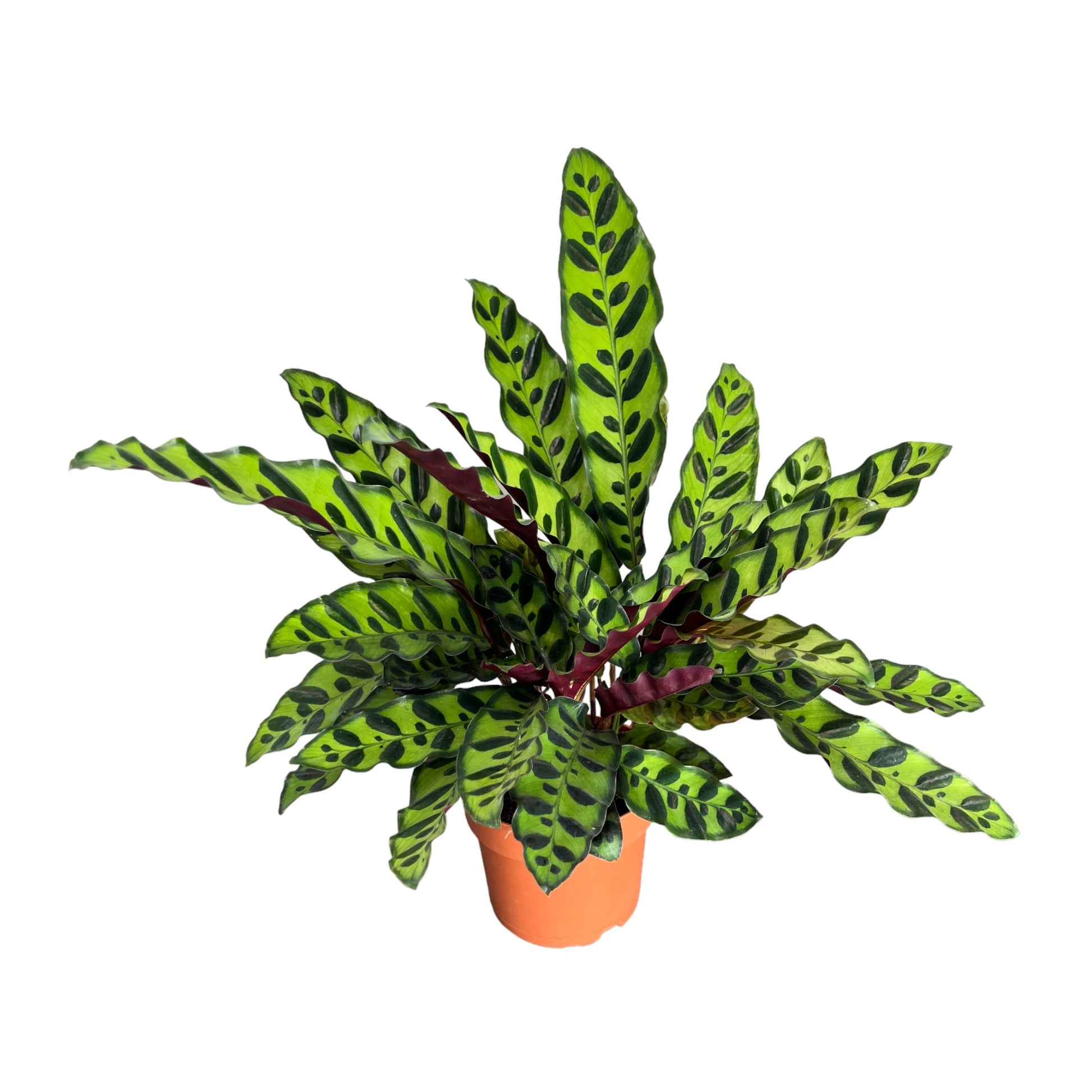 Calathea 12cm Lancifolia - Green Plant The Horti House