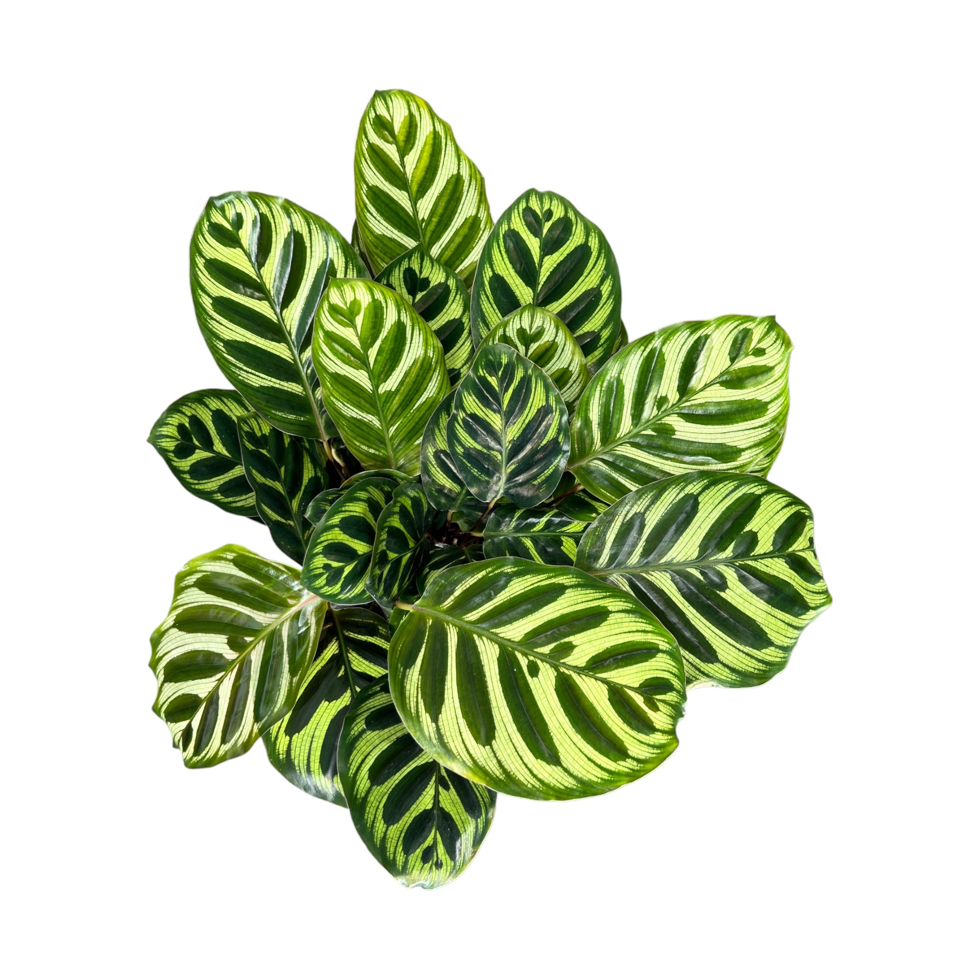 Calathea 12cm Mix - Green Plant The Horti House