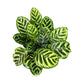 Calathea 12cm Makoyana in Ceramic - Green Plant The Horti House