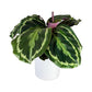 Calathea 12cm Mix in Ceramic - Green Plant The Horti House