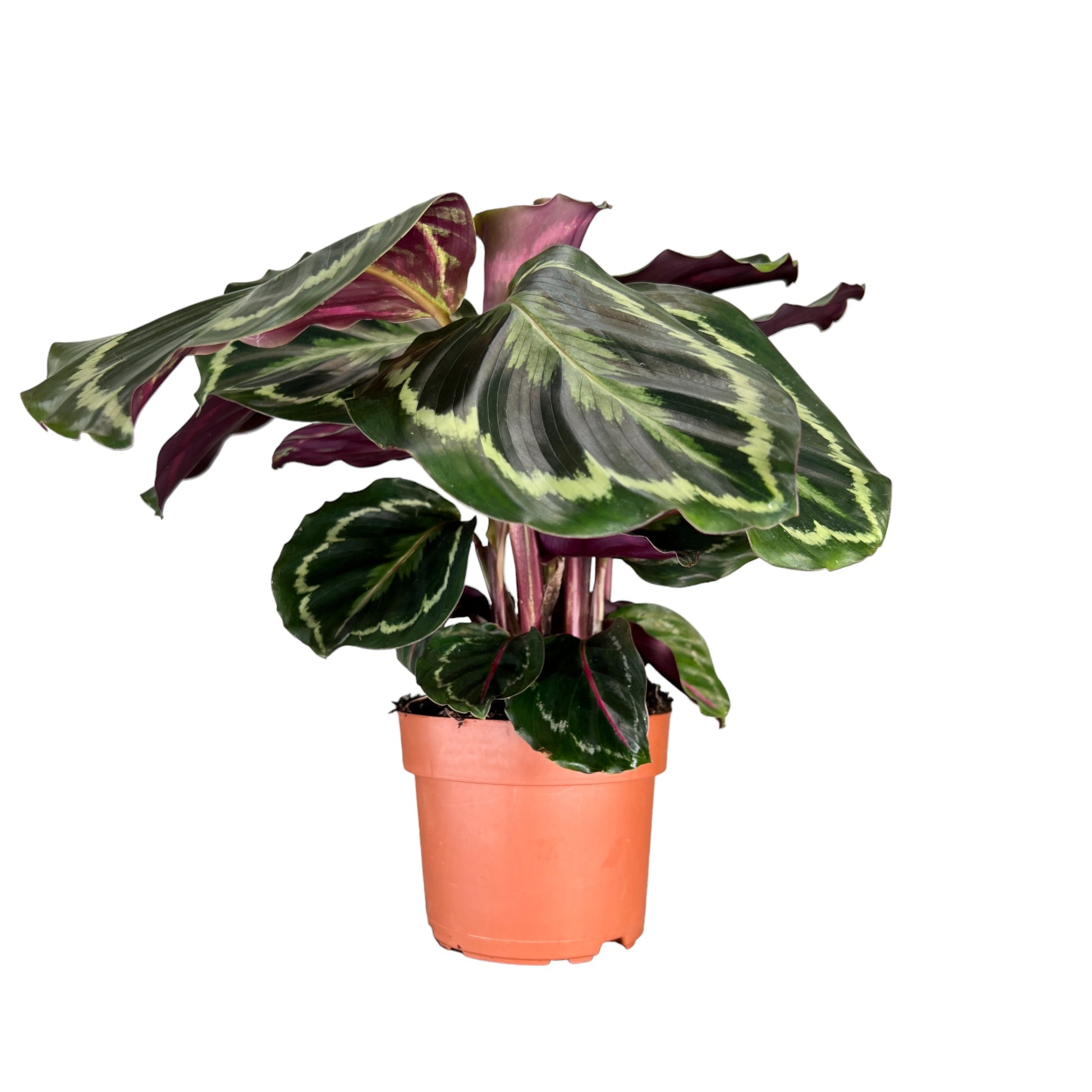 Calathea 12cm Mix - Green Plant The Horti House