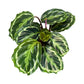Calathea 12cm Medallion - Green Plant The Horti House
