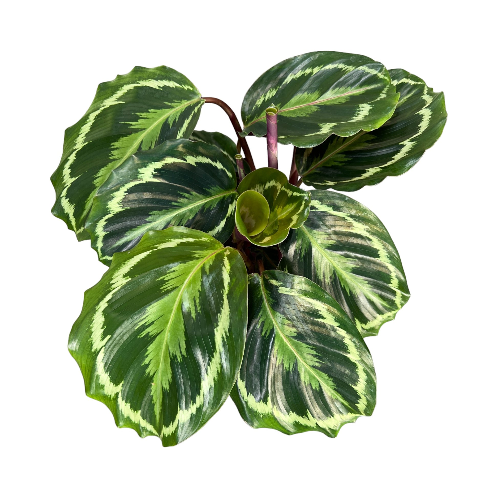 Calathea 12cm Mix - Green Plant The Horti House