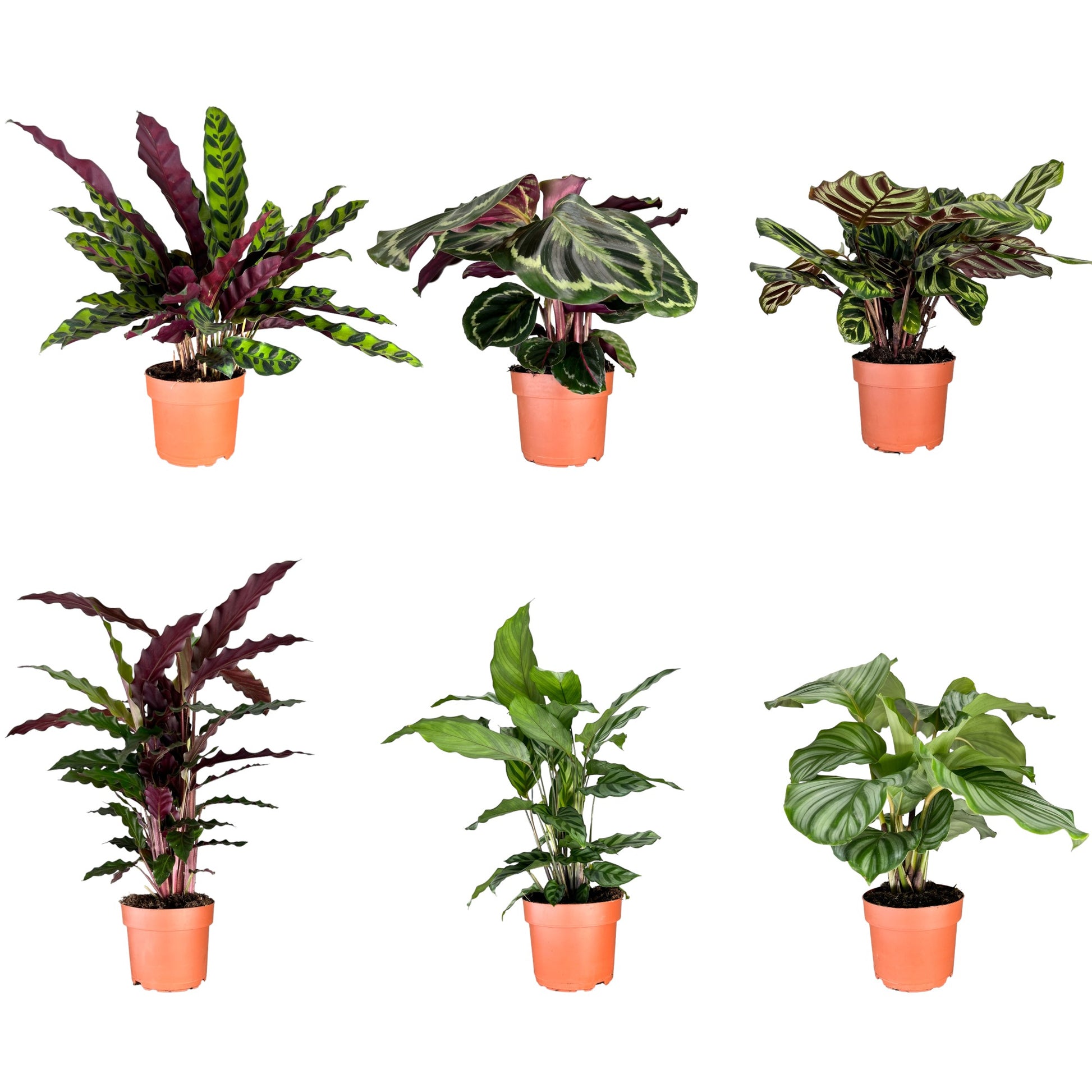 Calathea 12cm Mix - Green Plant The Horti House