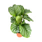 Calathea 12cm Orbifolia - Green Plant The Horti House