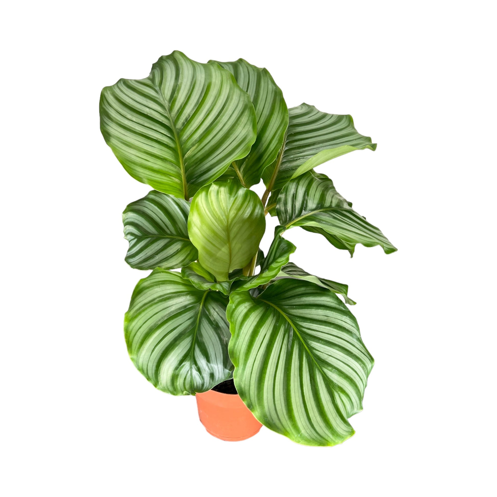 Calathea 12cm Orbifolia - Green Plant The Horti House