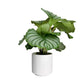 Calathea 12cm Mix in Ceramic - Green Plant The Horti House