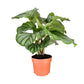 Calathea 12cm Mix - Green Plant The Horti House