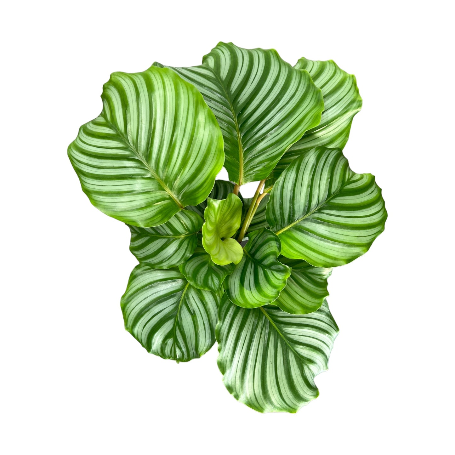 Calathea 12cm Mix in Basket - Green Plant The Horti House