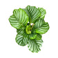 Calathea 12cm Mix in Ceramic - Green Plant The Horti House