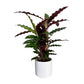 Calathea 12cm Mix in Ceramic - Green Plant The Horti House