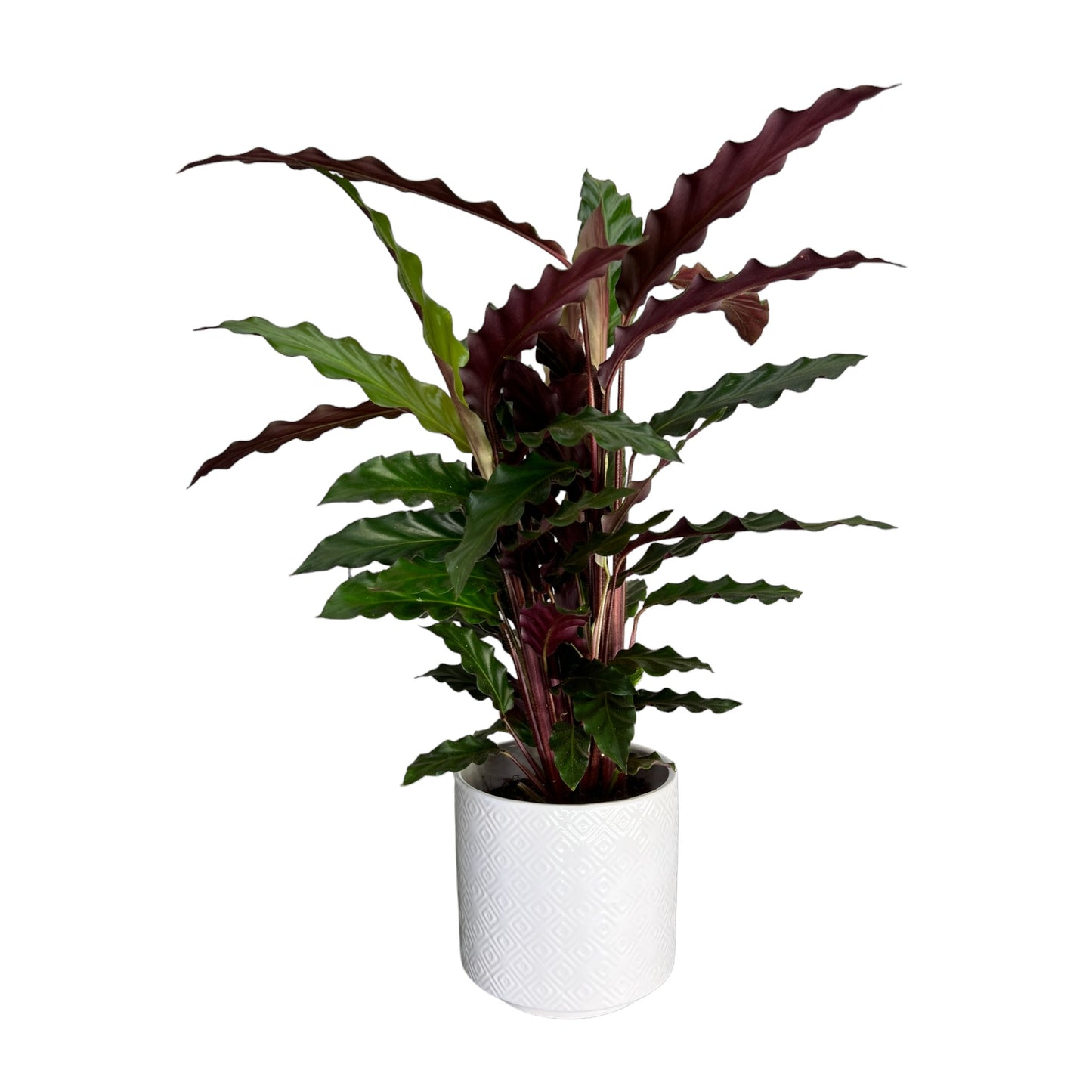 Calathea 12cm Mix in Ceramic - Green Plant The Horti House