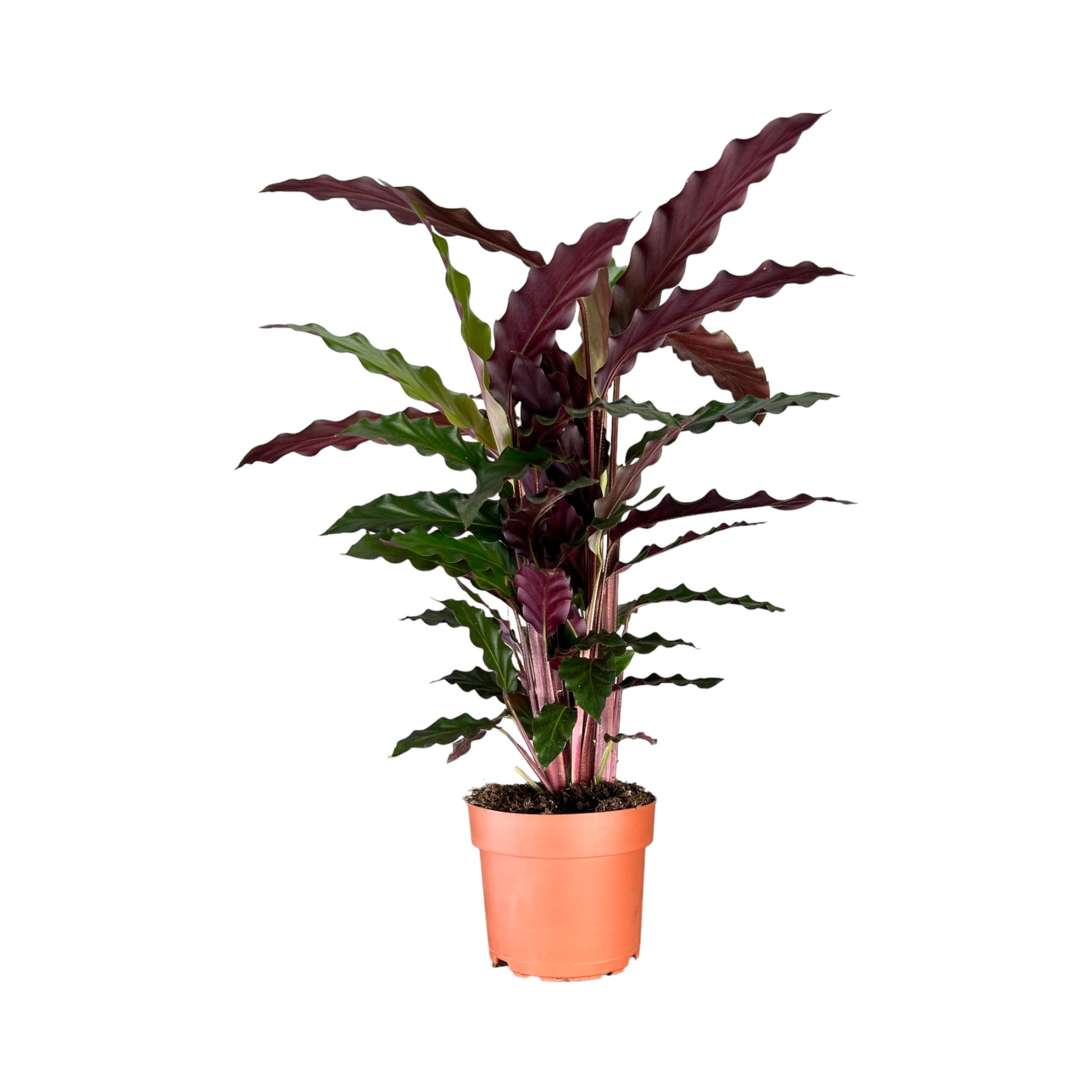 Calathea 12cm Mix - Green Plant The Horti House