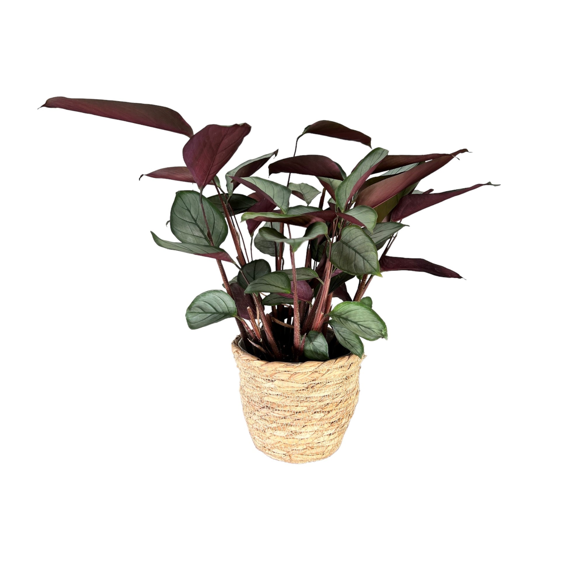 Calathea 12cm Setosa in Basket - Green Plant The Horti House