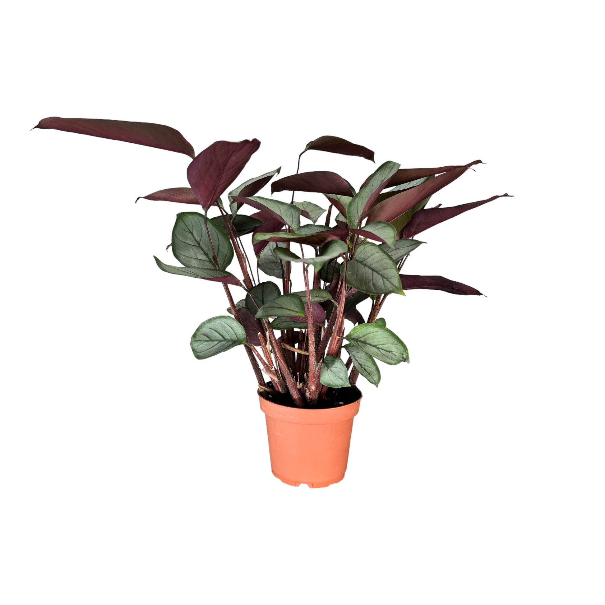 Calathea 12cm Mix - Green Plant The Horti House