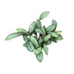 Calathea 12cm Setosa - Green Plant The Horti House