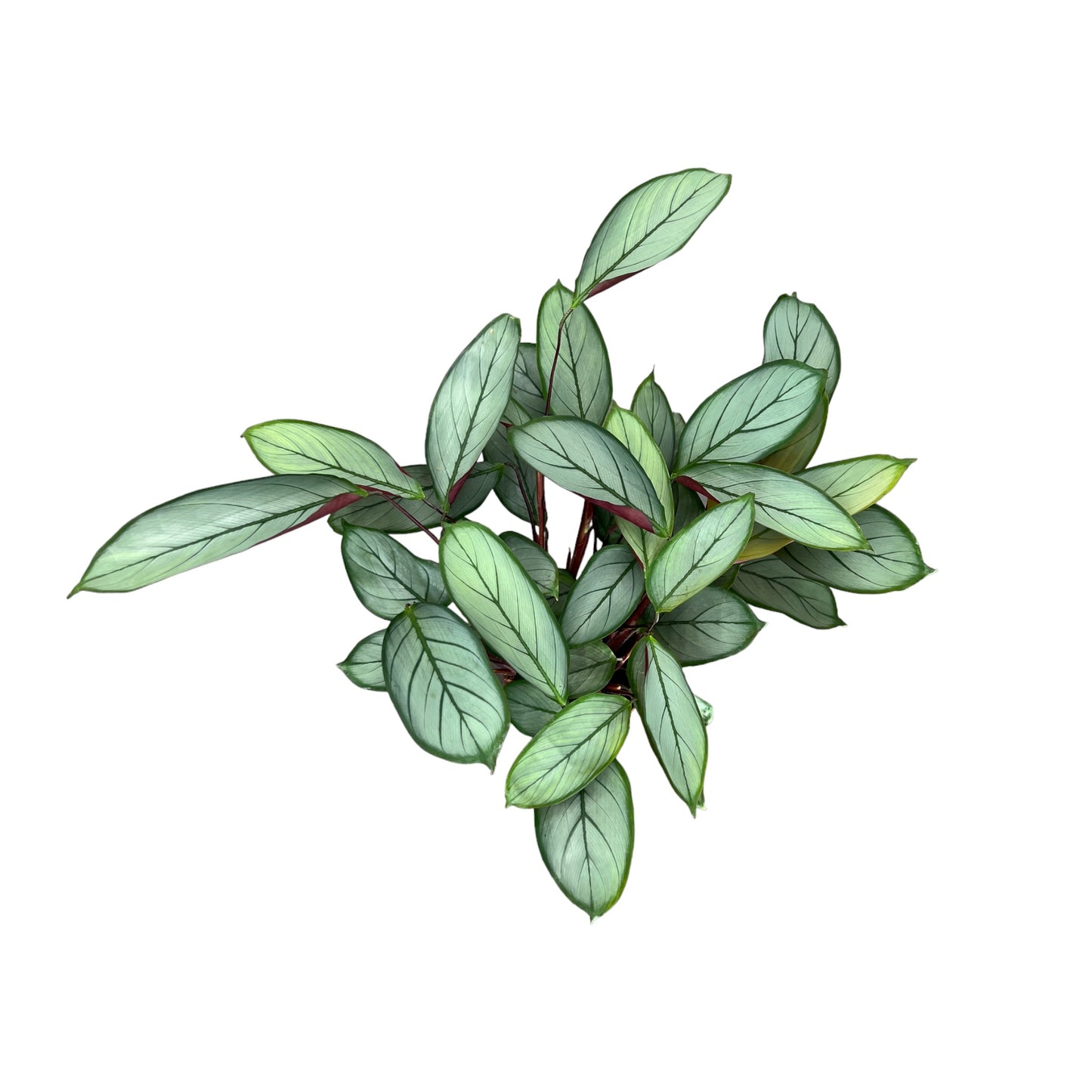 Calathea 12cm Mix - Green Plant The Horti House