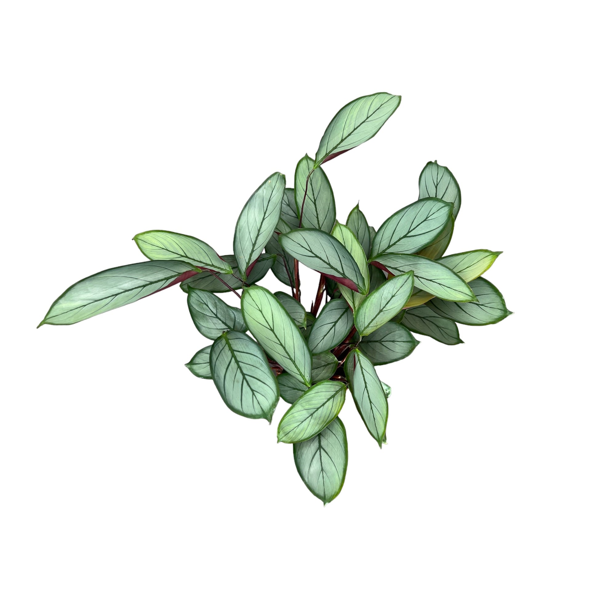 Calathea 12cm Mix - Green Plant The Horti House