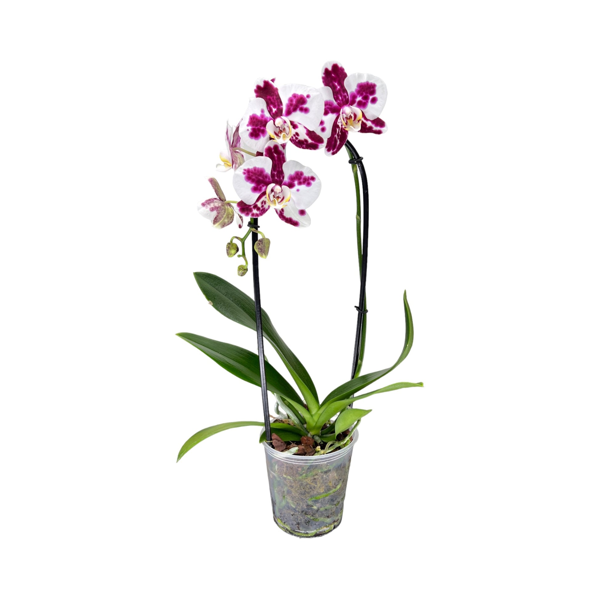 Cascade Orchid 12 cm Mixed Colour - Orchid The Horti House