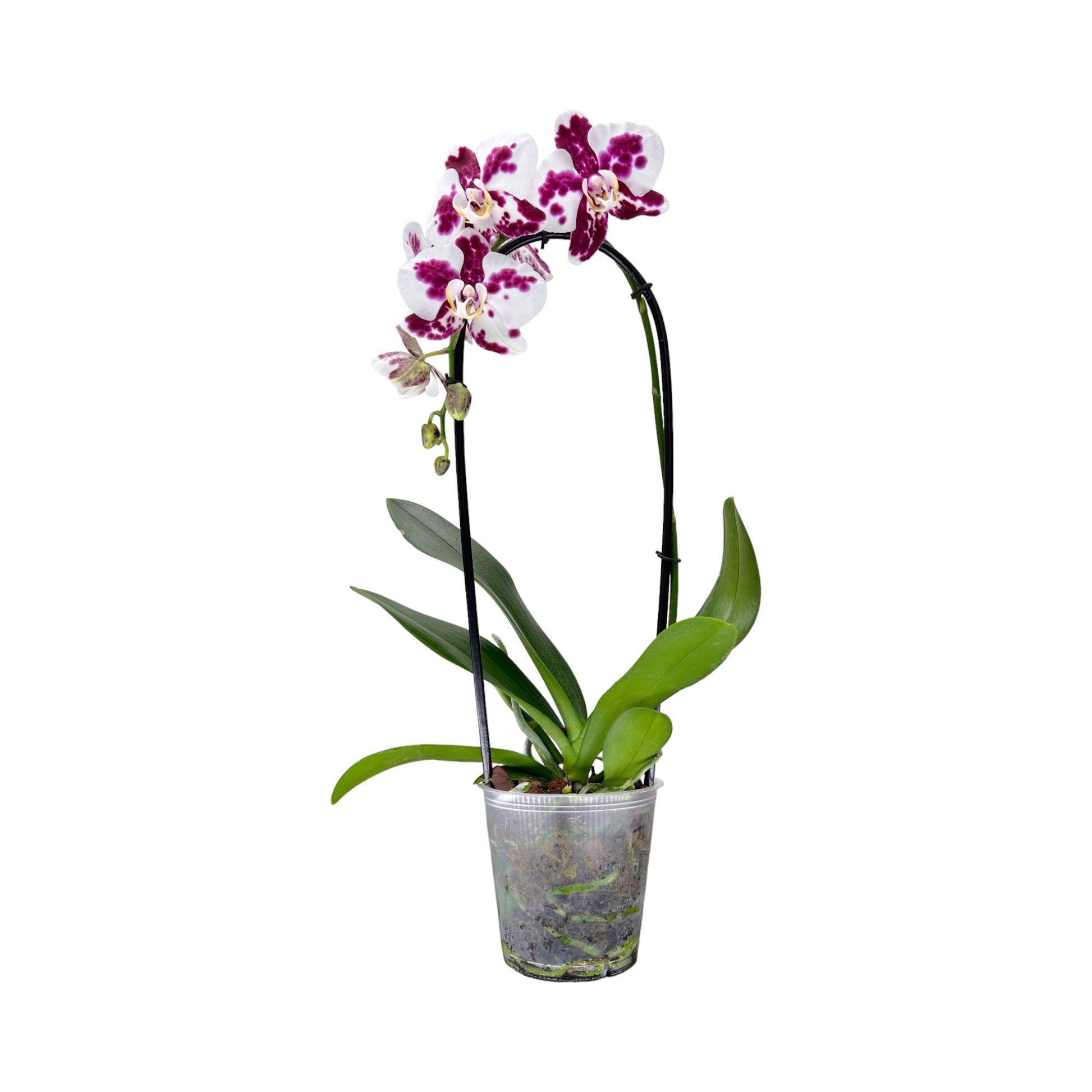 Cascade Orchid 12 cm Mixed Colour - Orchid The Horti House