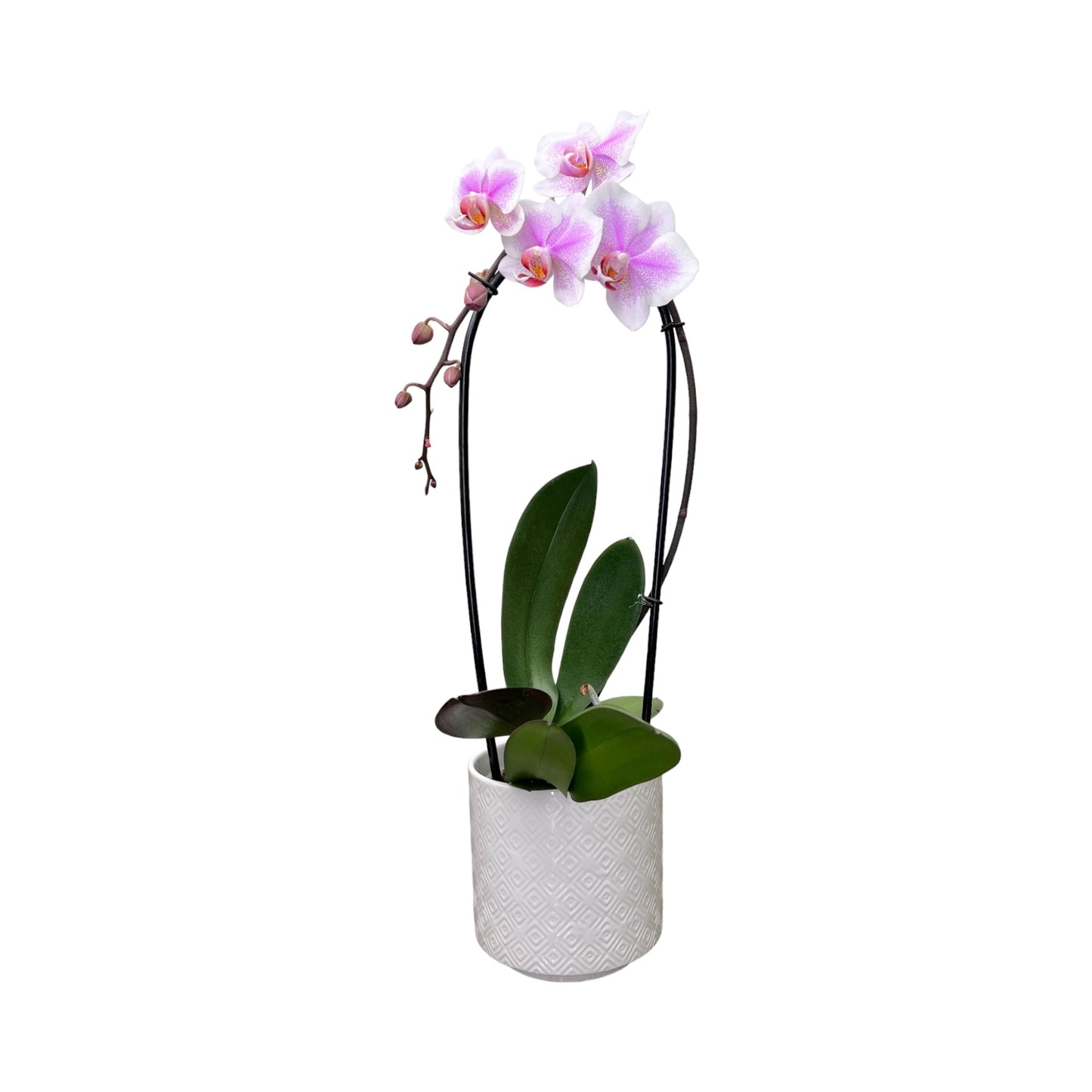 Cascade Orchid 12 cm in Ceramic Mixed Colour - Orchid The Horti House