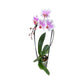 Cascade Orchid 12 cm Mixed Colour - Orchid The Horti House