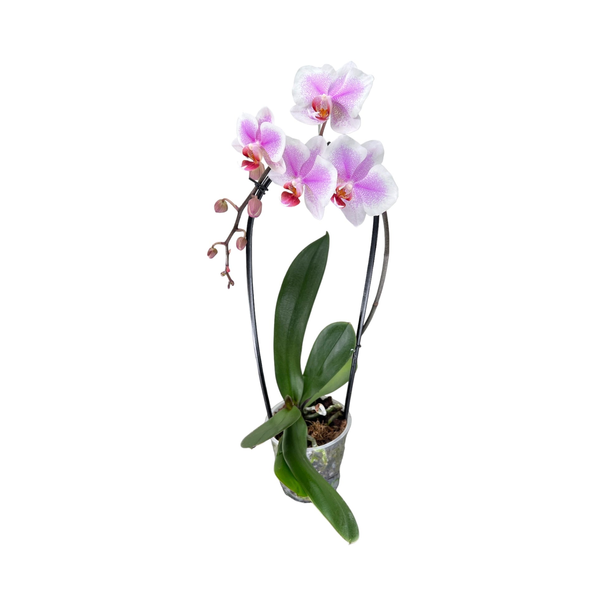 Cascade Orchid 12 cm Mixed Colour - Orchid The Horti House