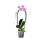 Cascade Orchid 12 cm Mixed Colour - Orchid The Horti House