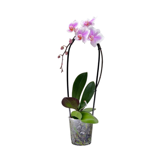 Cascade Orchid 12 cm Mixed Colour - Orchid The Horti House