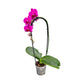 Cascade Orchid 12 cm Mixed Colour - Orchid The Horti House