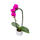 Cascade Orchid 12 cm in Ceramic Mixed Colour - Orchid The Horti House