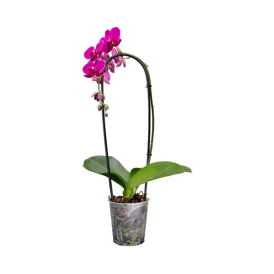 Cascade Orchid 12 cm Mixed Colour - Orchid The Horti House