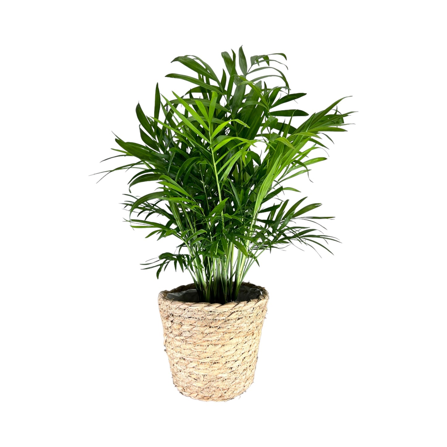 Chamaedorea 12cm Elegans in Basket - Green Plant The Horti House